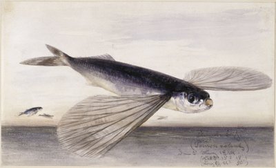 Estudos de peixes (peixe-voador) de Eduard Hildebrandt