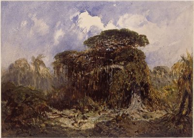 Estudo sobre as florestas de Eduard Hildebrandt