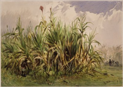 Plantação de cana-de-açúcar de Eduard Hildebrandt