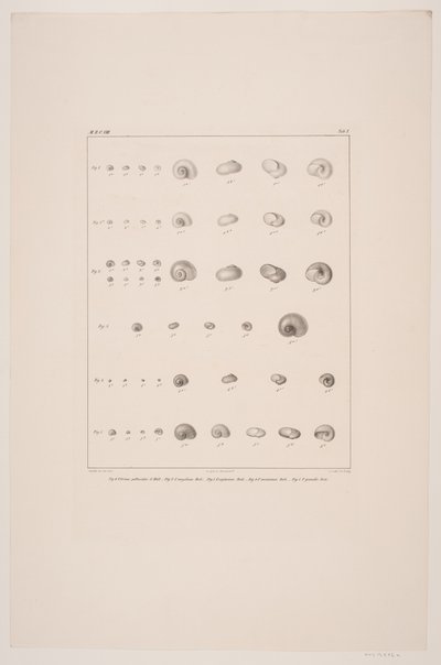 coleção de conchas de Christian VIII, placa I de Edvard Fortling