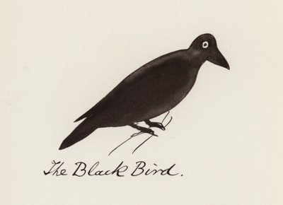 Edward Lear, The Bird Book: O pássaro preto (cor litho) de Edward (after) Lear