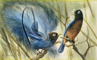 Blue-bird of Paradise, 1909 (wc no papel) de Edward Adrian Wilson