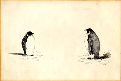 Pinguins imperadores de Edward Adrian Wilson