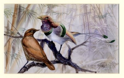 King bird of paradise, 1909 (wc no papel) de Edward Adrian Wilson