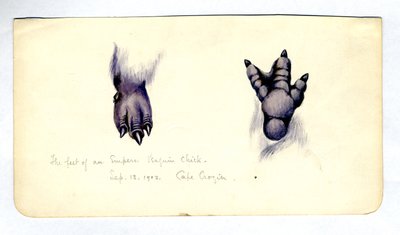 Dois estudos do pé de um filhote de pingüim imperador, 1901-04 (wc no papel) de Edward Adrian Wilson