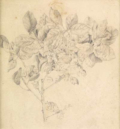 Estudo para pomar de maçãs de Edward Burne Jones