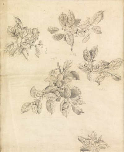 Estudo de maçãs, possivelmente para o fundo de "Arthur in Avalon", número 2 de Edward Burne Jones