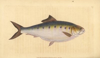 Allis shad, Alosa alosa (Shad, Clupea alosa). Placa de cobre colorida à mão desenhada e gravada por Edward Donovan a partir de sua História Natural dos Peixes Britânicos, Donovan e F.C. e J. Rivington, Londres. de Edward Donovan