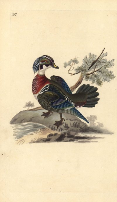 Pato de madeira americano, Aix sponsa. Placa de cobre colorida à mão, desenhada e gravada por Edward Donovan a partir de sua própria "Natural History of British Birds", Londres. de Edward Donovan