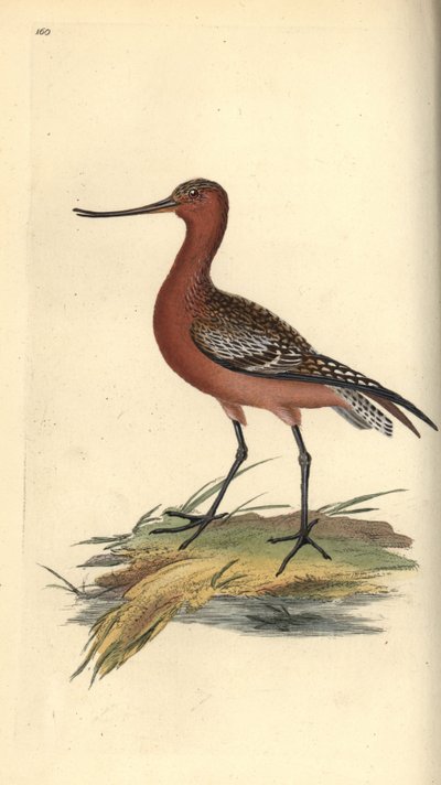 Deusa de cauda de bar, lapponica de Limosa. Placa de cobre colorida à mão, desenhada e gravada por Edward Donovan a partir de sua própria "Natural History of British Birds", Londres. de Edward Donovan