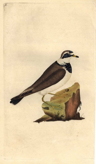 Grande saibro. Charadrius hiaticula. Gravura em cobre de Edward Donovan (1768-1837), publicada na Histoire naturelle des oiseaux britanniques, Londres. de Edward Donovan