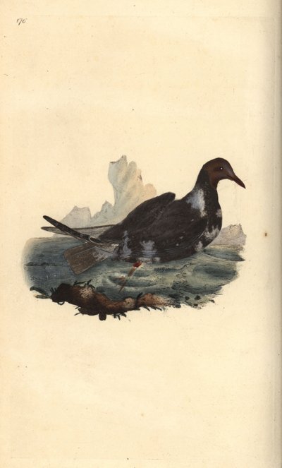 Gaivota de cabeça negra, Chroicocephalus ridibundus, em plumagem de verão com cabeça castanha. Placa de cobre colorida à mão, desenhada e gravada por Edward Donovan a partir de sua própria "Natural History of British Birds", Londres. de Edward Donovan