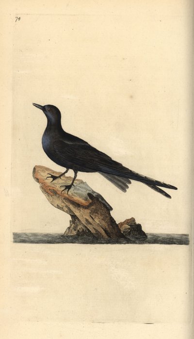 Black tern, Chlidonias niger. Placa de cobre colorida à mão, desenhada e gravada por Edward Donovan a partir de sua própria "Natural History of British Birds", Londres. de Edward Donovan