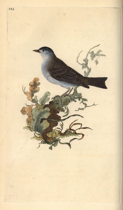 Blackcap, Sylvia atricapilla. Placa de cobre colorida à mão, desenhada e gravada por Edward Donovan a partir de sua própria "Natural History of British Birds", Londres. de Edward Donovan