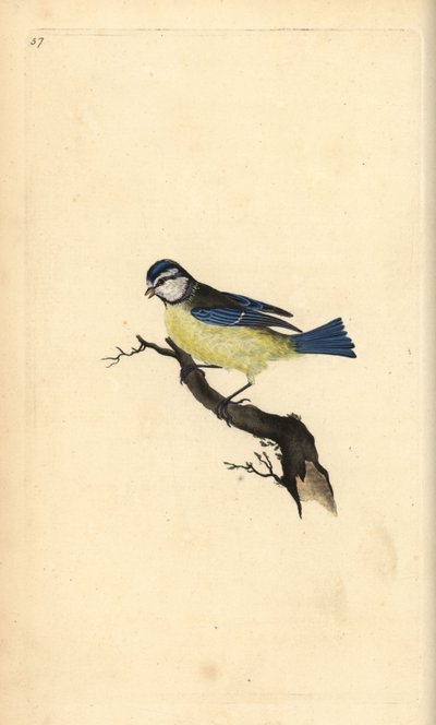 Blue Tit, Cyanistes caeruleus. Placa de cobre colorida à mão, desenhada e gravada por Edward Donovan a partir de sua própria "Natural History of British Birds," Londres de Edward Donovan