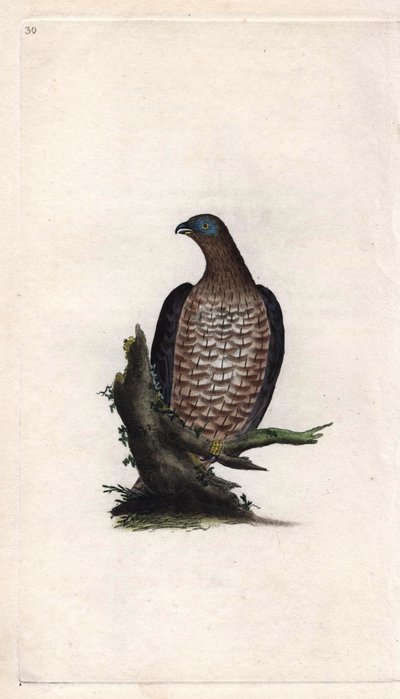 A Bondree é apivorosa. Pernis apivorus (Falco apivorus). Gravura em cobre de Edward Donovan (1768-1837), publicada na Histoire naturelle des oiseaux britanniques, Londres. de Edward Donovan
