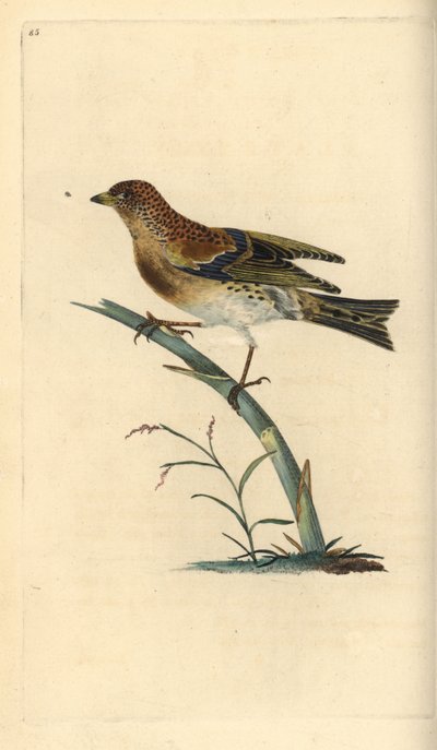 Brambling, Fringilla montifringilla. Placa de cobre colorida à mão desenhada e gravada por Edward Donovan a partir de sua própria "Natural History of British Birds", Londres. de Edward Donovan
