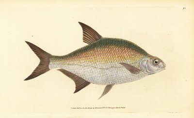 Bream, Abramis brama (Cyprinus brama). Placa de cobre colorida à mão desenhada e gravada por Edward Donovan da sua História Natural dos Peixes Britânicos, Donovan e F.C. e J. Rivington, Londres de Edward Donovan