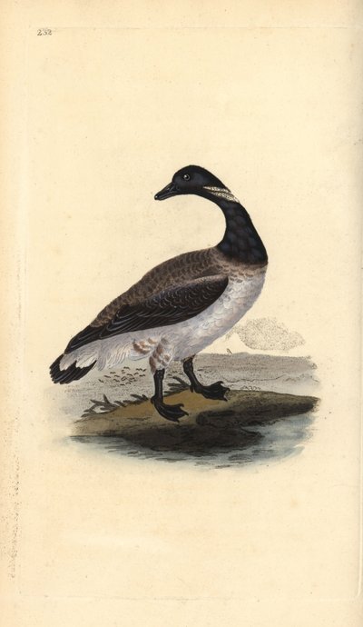 Brent goose, Branta bernicla. Placa de cobre colorida à mão, desenhada e gravada por Edward Donovan a partir de sua própria "Natural History of British Birds", Londres. de Edward Donovan