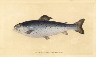 Truta castanha, Salmo trutta (Sewen, Salmo cambricus). Placa de cobre colorida à mão, desenhada e gravada por Edward Donovan a partir de sua História Natural dos Peixes Britânicos, Donovan e F.C. e J. Rivington, Londres. de Edward Donovan