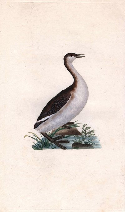 Castagny grebe. Tachybaptus ruficollis (Podiceps nigricans). Gravura em cobre de Edward Donovan (1768-1837), publicada na Histoire naturelle des oiseaux britanniques, Londres. de Edward Donovan