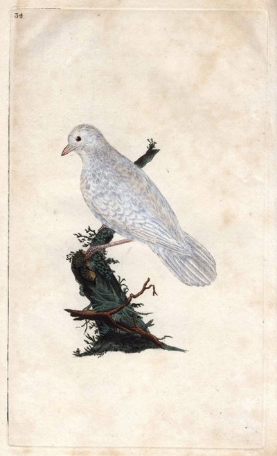 Chenes Jay. Garrulus glandarius. Gravura em cobre de Edward Donovan (1768-1837), publicada na Histoire naturelle des oiseaux britanniques, Londres. de Edward Donovan