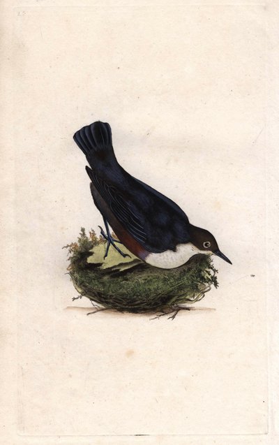 Cincle Diver. Cinclus cinclus (Sturnus cinclus). Gravura em cobre de Edward Donovan (1768-1837), publicada na Histoire naturelle des oiseaux britanniques, Londres. de Edward Donovan