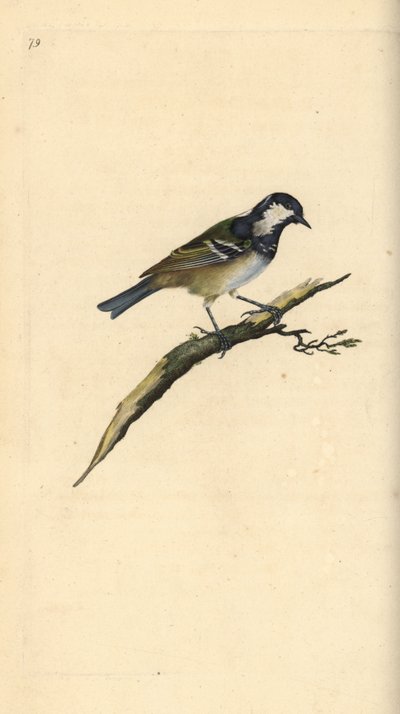 Carrega-o, Periparus ater. Placa de cobre colorida à mão, desenhada e gravada por Edward Donovan a partir de sua própria "Natural History of British Birds", Londres. de Edward Donovan
