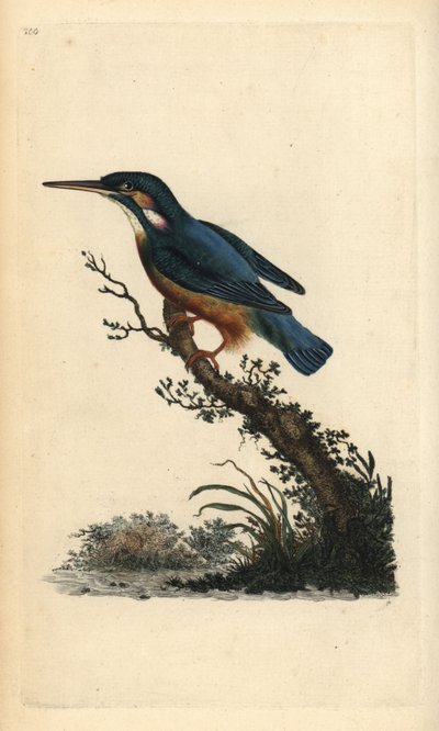 Um martim-pescador comum, Alcedo atthis. Placa de cobre colorida à mão desenhada e gravada por Edward Donovan a partir de sua própria "Natural History of British Birds", Londres. de Edward Donovan