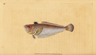 Trachinus draco, comum ou maior, Trachinus draco. Placa de cobre colorida à mão, desenhada e gravada por Edward Donovan a partir de sua História Natural dos Peixes Britânicos, Donovan e F.C. e J. Rivington, Londres. de Edward Donovan