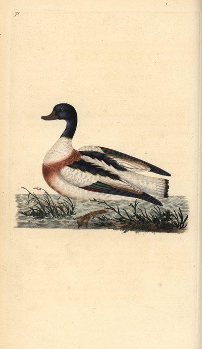 Pato comum, Tadorna tadorna. Placa de cobre colorida à mão, desenhada e gravada por Edward Donovan a partir de sua própria "Natural History of British Birds", Londres. de Edward Donovan