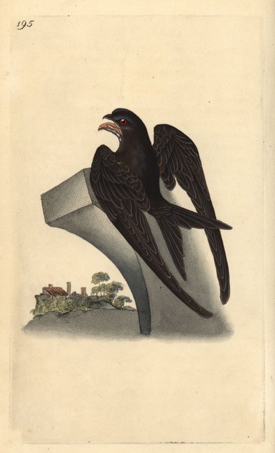 Apus apus rápido comum. Placa de cobre colorida à mão, desenhada e gravada por Edward Donovan a partir de sua própria "Natural History of British Birds", Londres. de Edward Donovan