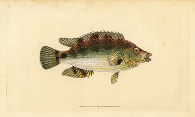 Corkwing wrasse, Symphodus melops (Goldfinny, Labrus cornubius). Placa de cobre colorida à mão, desenhada e gravada por Edward Donovan a partir de sua História Natural dos Peixes Britânicos, Donovan e F.C. e J. Rivington, Londres. de Edward Donovan