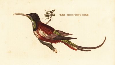 Topázio carmesim, película de Topázio de Edward Donovan