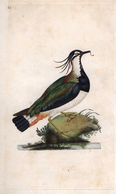 Cuppe Lapwing. Vanellus vanellus (Tringa vanellus). Gravura em cobre de Edward Donovan (1768-1837), publicada em Natural History of British Birds, Londres de Edward Donovan