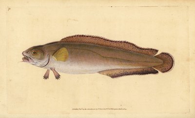 Cusk ou bolota, Brosme brosme (Brosme ou Scotch torsk, Gadus brosme). Placa de cobre colorida à mão desenhada e gravada por Edward Donovan a partir de sua História Natural dos Peixes Britânicos, Donovan e F.C. e J. Rivington, Londres de Edward Donovan
