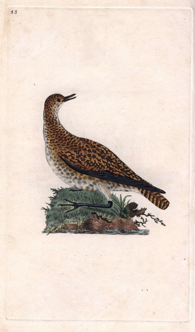 Dore plover. Pluvialis apricaria (Charadrius pluvialis). Gravura em cobre de Edward Donovan (1768-1837), publicada em Natural History of British Birds, Londres de Edward Donovan