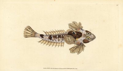 Dragonet, Callionymus lyra (Dragonete sórdido, Callionymus dracunculus). Placa de cobre colorida à mão desenhada e gravada por Edward Donovan a partir de sua História Natural dos Peixes Britânicos, Donovan e F.C. e J. Rivington, Londres. de Edward Donovan