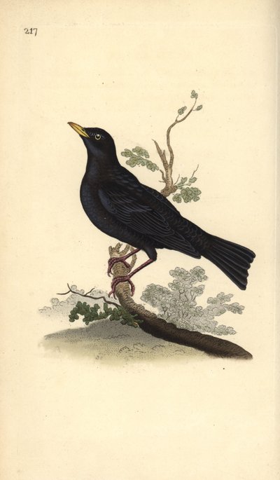 Pássaro negro eurasiático, Turdus merula. Placa de cobre colorida à mão, desenhada e gravada por Edward Donovan a partir de sua própria "Natural History of British Birds", Londres. de Edward Donovan