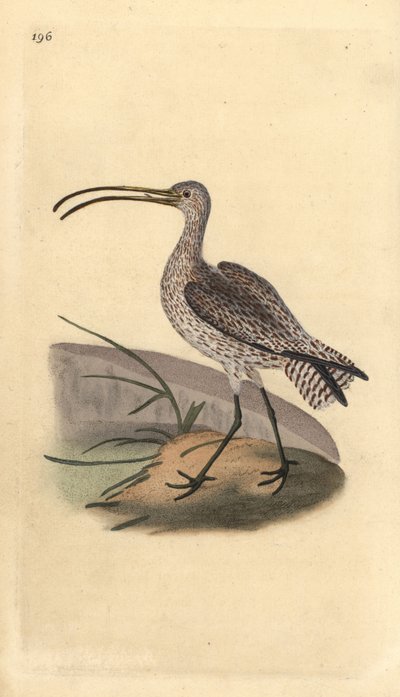 Cachaço eurasiano, Numenius arquata. Placa de cobre colorida à mão desenhada e gravada por Edward Donovan a partir de sua própria "Natural History of British Birds", Londres de Edward Donovan