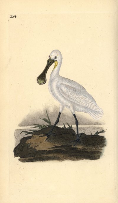 Eurasiano ou colhereiro comum, Platalea leucorodia. Placa de cobre colorida à mão, desenhada e gravada por Edward Donovan a partir de sua própria "Natural History of British Birds", Londres. de Edward Donovan
