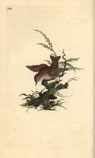 Eurasian wren, troglodytes troglodytes. Placa de cobre colorida à mão desenhada e gravada por Edward Donovan a partir de sua própria "História Natural das Aves Britânicas" (1794-1819). Edward Donovan (1768-1837) foi um zoólogo amador anglo-irlandês, escrit de Edward Donovan