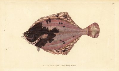 Solha europeia, Platichthys flesus (Flounder, Pleuronectes flesus). Placa de cobre colorida à mão, desenhada e gravada por Edward Donovan da sua História Natural dos Peixes Britânicos, Donovan e F.C. e J. Rivington, Londres. de Edward Donovan