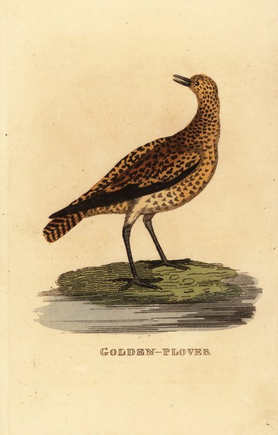 Tarambola-dourada europeia, Pluvialis apricaria de Edward Donovan