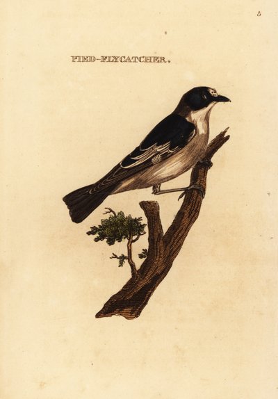 Apanhador de moscas europeias, Ficedula hypoleuca de Edward Donovan