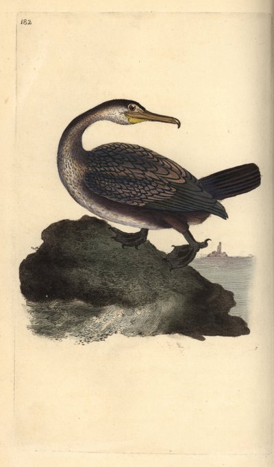 Foda europeia, Phalacrocorax aristotelis. Placa de cobre colorida à mão, desenhada e gravada por Edward Donovan a partir de sua própria "Natural History of British Birds", Londres de Edward Donovan