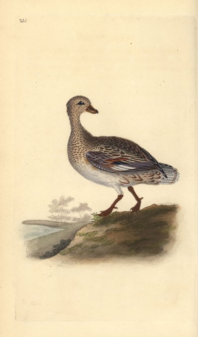Gadwall (feminino), Anas strepera. Placa de cobre colorida à mão, desenhada e gravada por Edward Donovan a partir de sua própria "Natural History of British Birds", Londres. de Edward Donovan