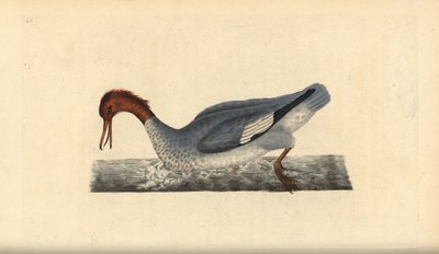 Goosander, Mergus merganser, feminino. Placa de cobre colorida à mão, desenhada e gravada por Edward Donovan a partir de sua própria "Natural History of British Birds", Londres. de Edward Donovan