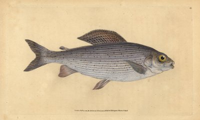 Grayling, Thymallus thymallus (Salmo thymallus). Placa de cobre colorida à mão desenhada e gravada por Edward Donovan a partir de sua História Natural dos Peixes Britânicos, Donovan e F.C. e J. Rivington, Londres. de Edward Donovan