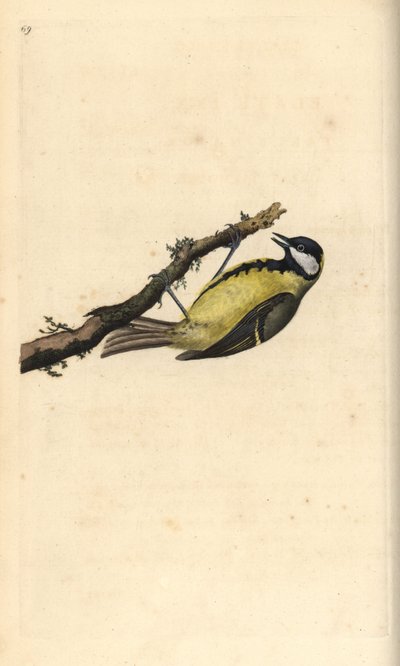 Grande Mama, Parus Major. Placa de cobre colorida à mão, desenhada e gravada por Edward Donovan a partir de sua própria "Natural History of British Birds," Londres de Edward Donovan